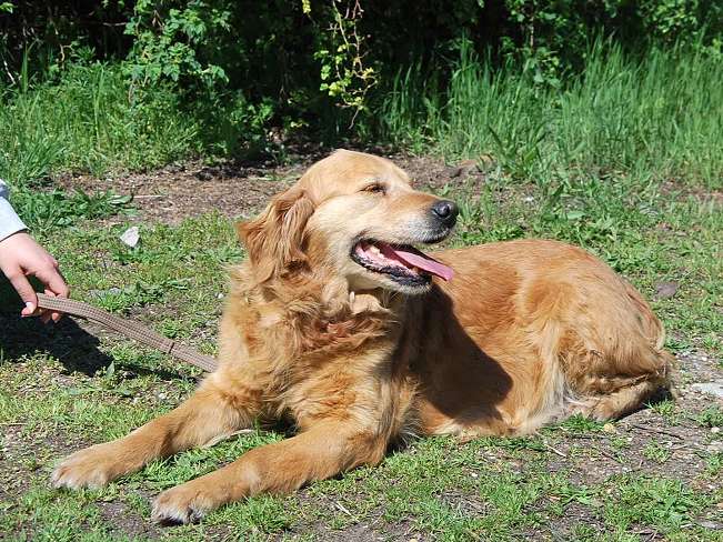 pfotenretterungarn Arita (21)