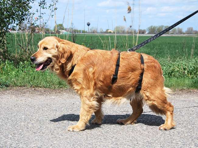 pfotenretterungarn Arita (22)