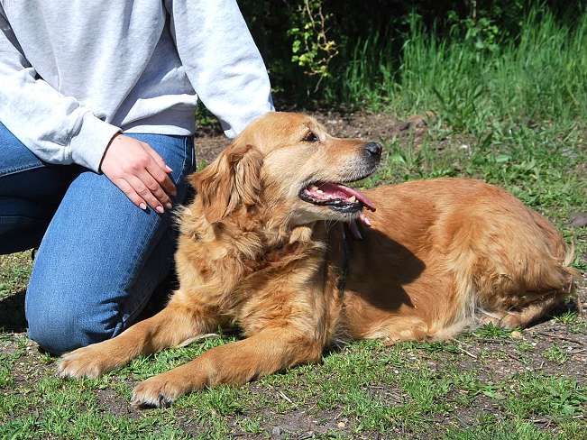 pfotenretterungarn Arita (3)