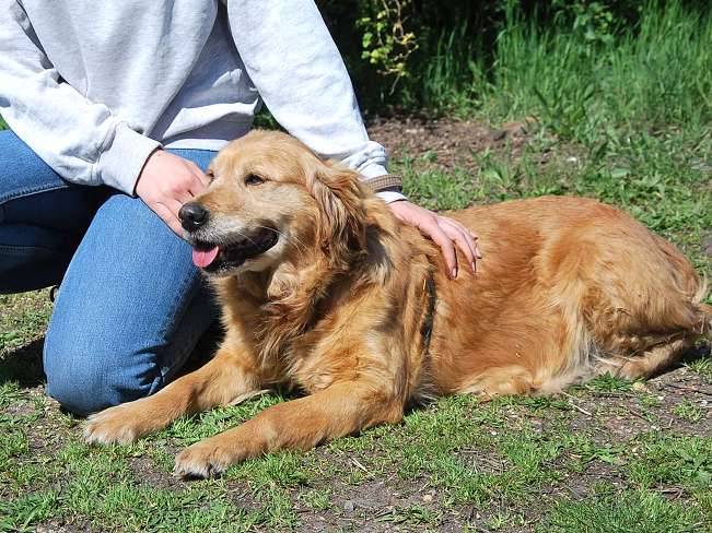 pfotenretterungarn Arita (4)