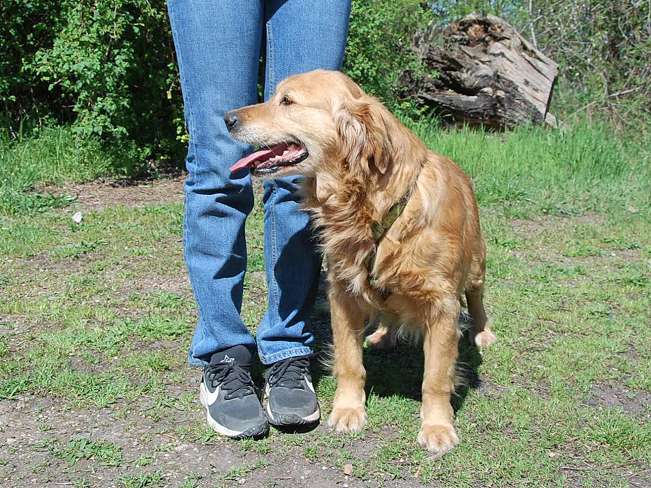 pfotenretterungarn Arita (6)