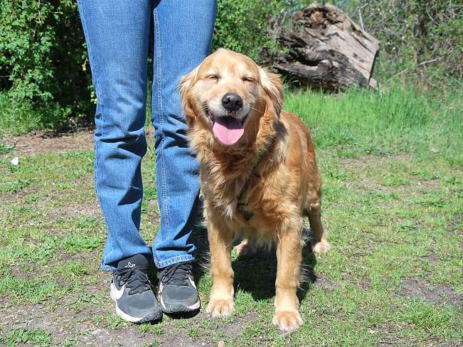 pfotenretterungarn Arita (7)