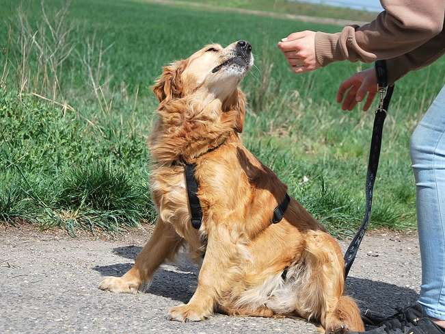 pfotenretterungarn Arita (8)