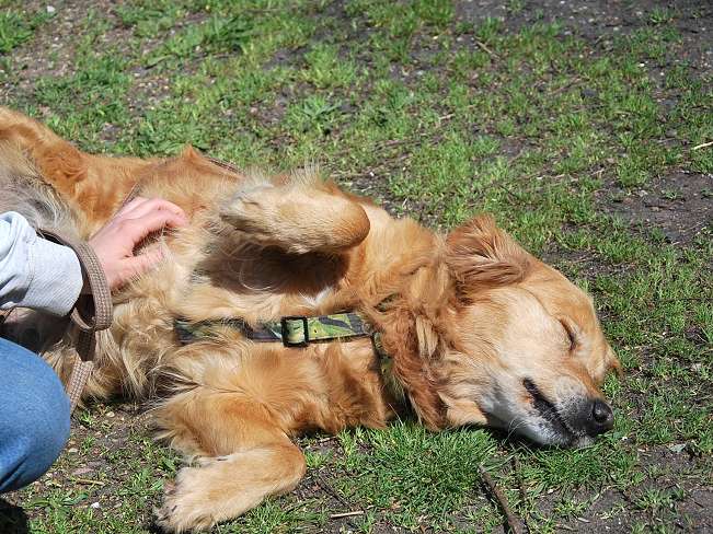 pfotenretterungarn Arita (9)