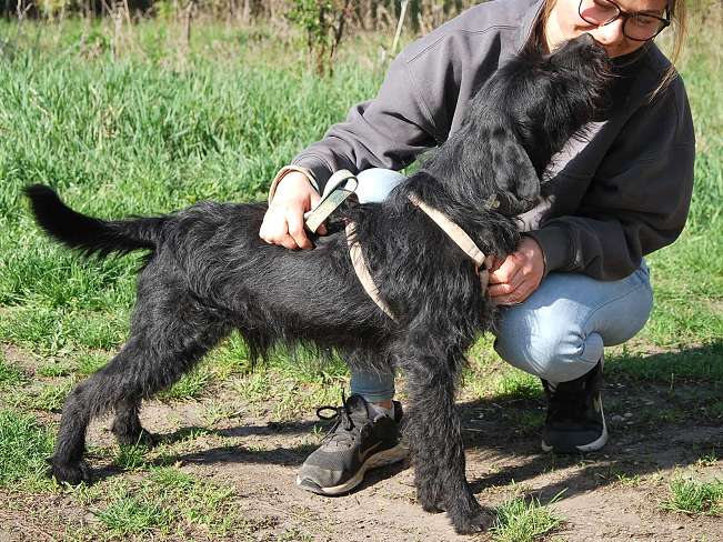 pfotenretterungarn Ferdinand (10)