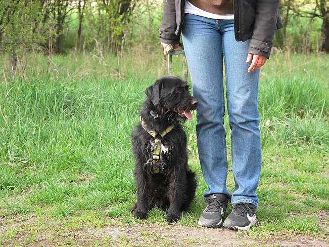 pfotenretterungarn Ferdinand (11)