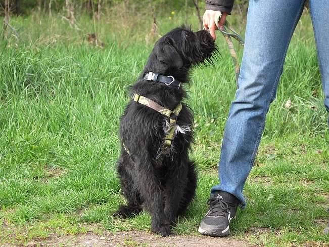 pfotenretterungarn Ferdinand (12)