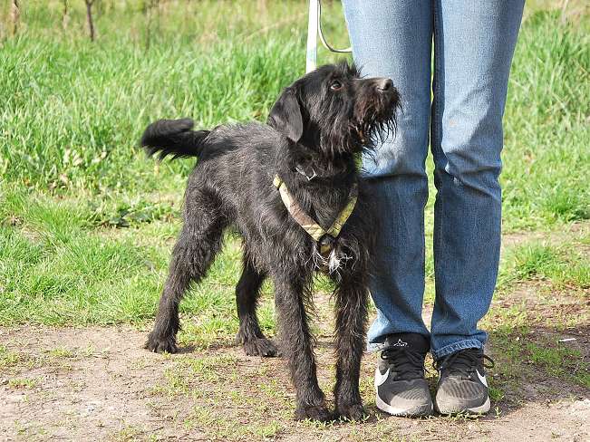 pfotenretterungarn Ferdinand (13)