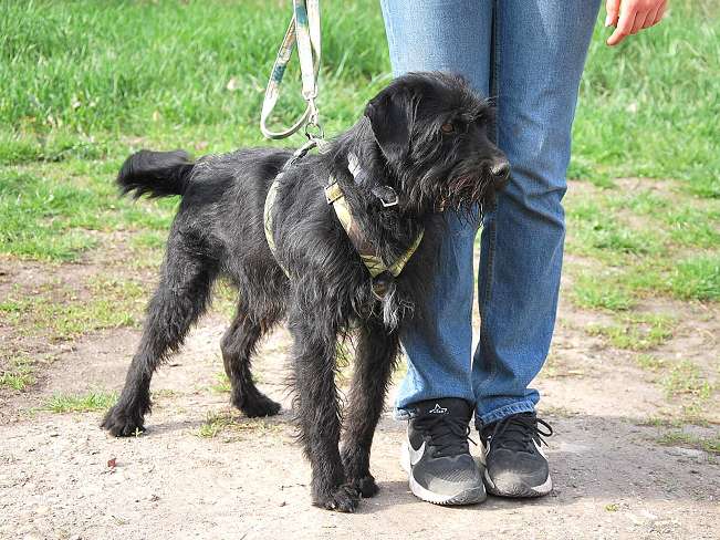 pfotenretterungarn Ferdinand (14)