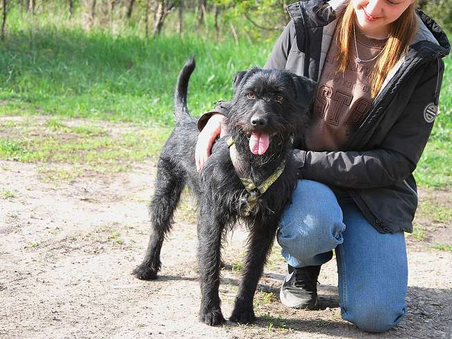 pfotenretterungarn Ferdinand (15)