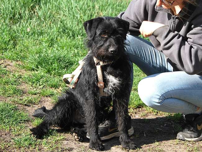 pfotenretterungarn Ferdinand (16)