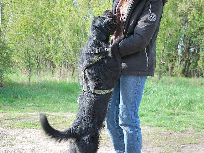 pfotenretterungarn Ferdinand (18)