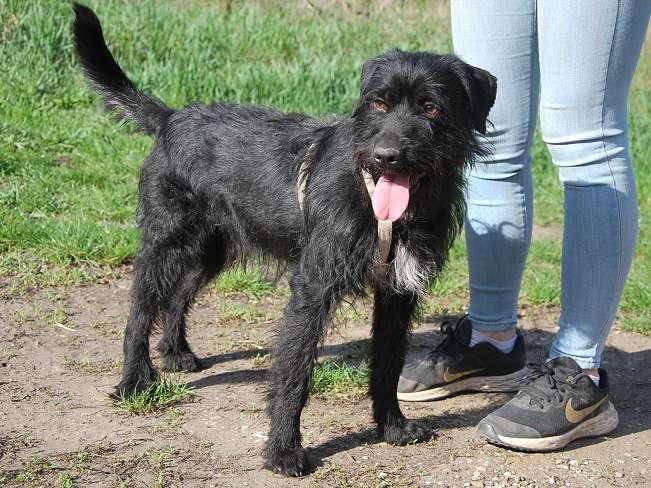 pfotenretterungarn Ferdinand (19)