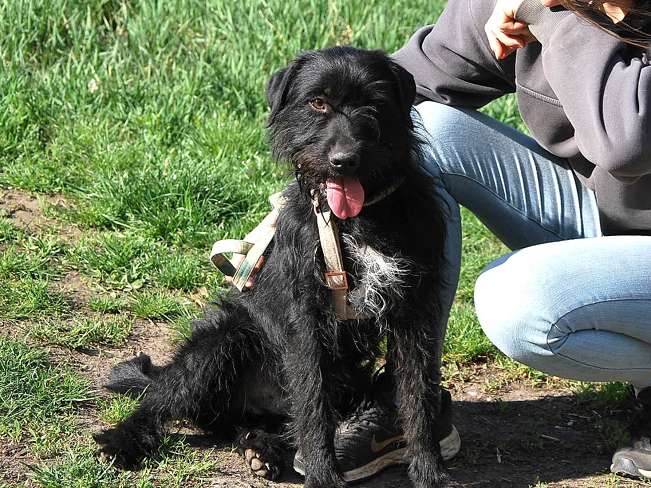 pfotenretterungarn Ferdinand (2)