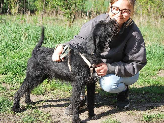 pfotenretterungarn Ferdinand (20)