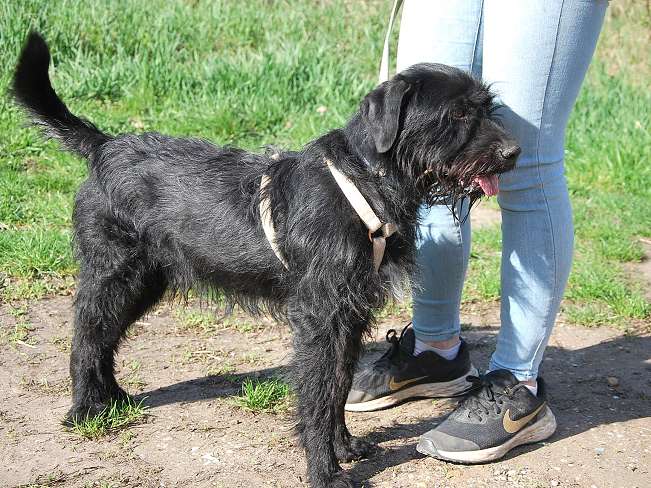 pfotenretterungarn Ferdinand (23)