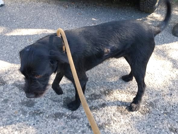 pfotenretterungarn Ferdinand (24)