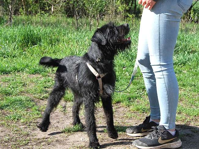 pfotenretterungarn Ferdinand (3)