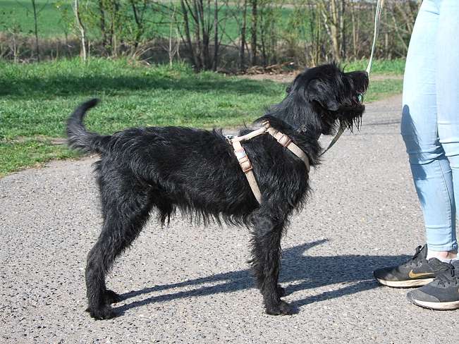 pfotenretterungarn Ferdinand (4)