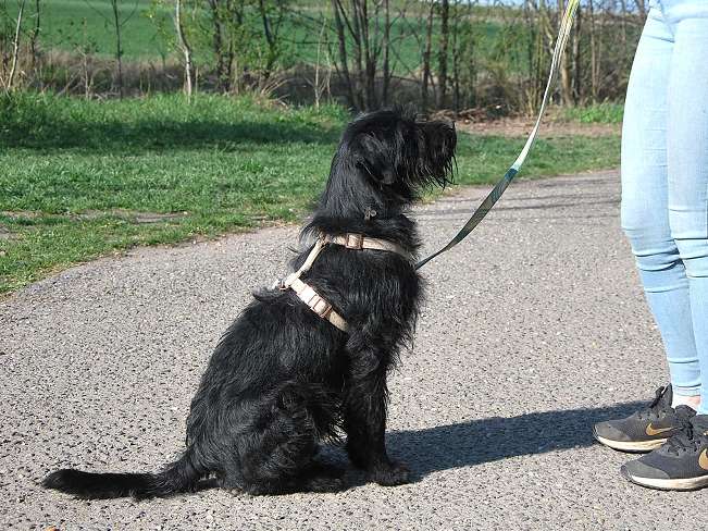 pfotenretterungarn Ferdinand (5)