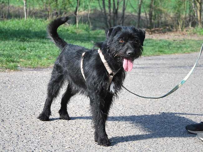 pfotenretterungarn Ferdinand (6)