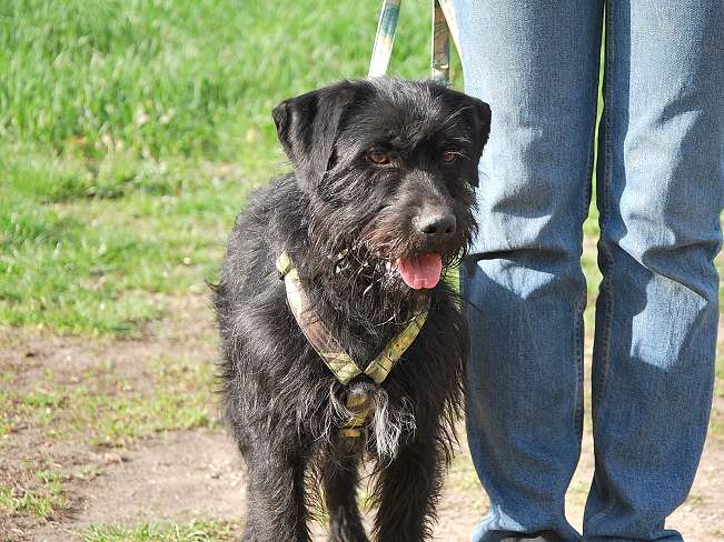 pfotenretterungarn Ferdinand (7)