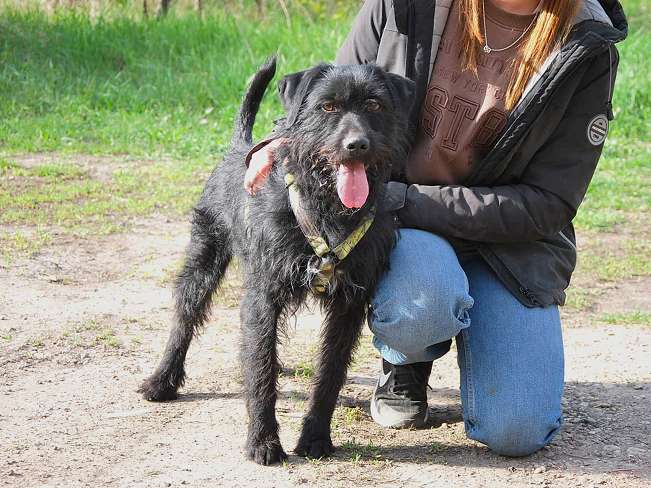 pfotenretterungarn Ferdinand (8)