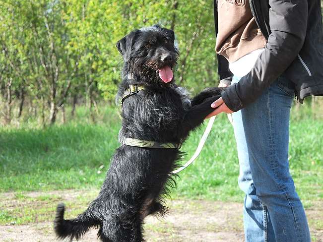 pfotenretterungarn Ferdinand (9)