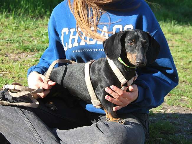 pfotenretterungarn Happy (11)