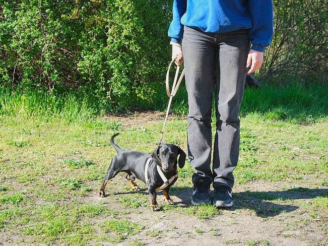 pfotenretterungarn Happy (12)