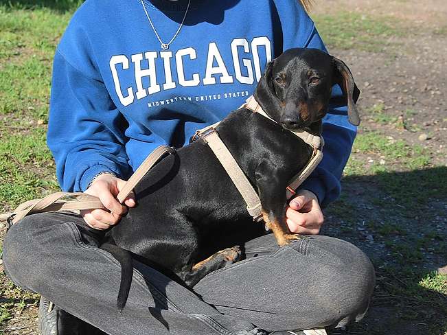 pfotenretterungarn Happy (13)