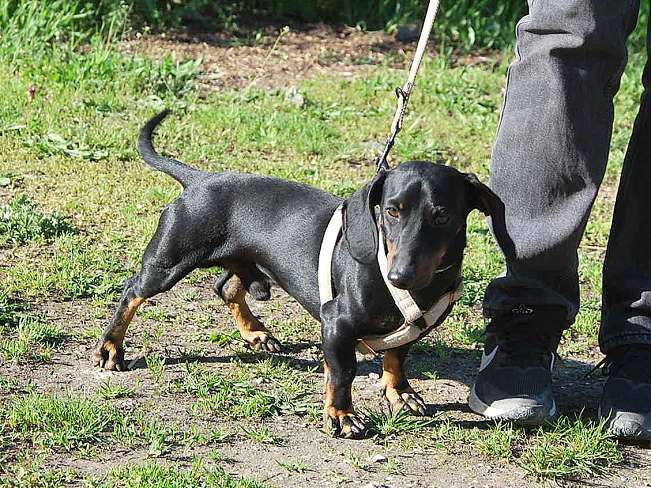 pfotenretterungarn Happy (3)