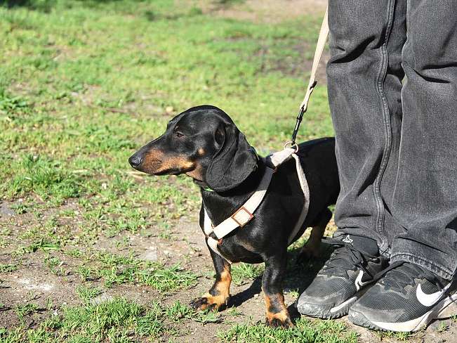 pfotenretterungarn Happy (4)