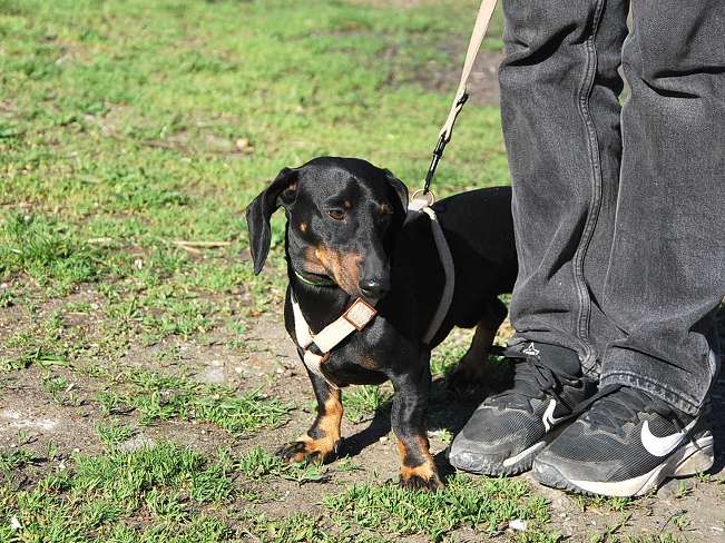 pfotenretterungarn Happy (5)