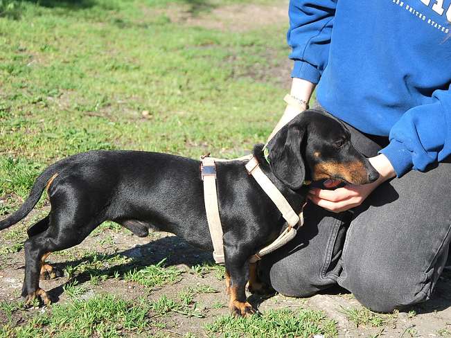 pfotenretterungarn Happy (6)