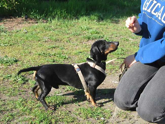 pfotenretterungarn Happy (7)