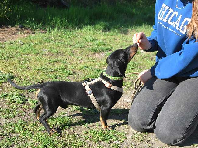 pfotenretterungarn Happy (8)