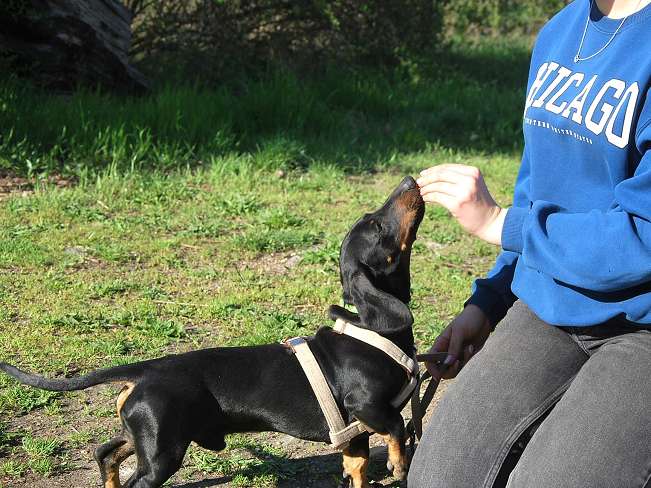 pfotenretterungarn Happy (9)