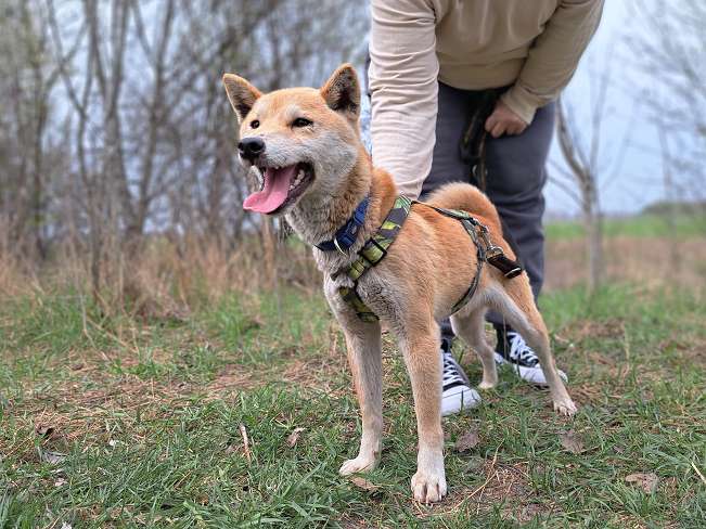 pfotenretterungarn Kenai (10)