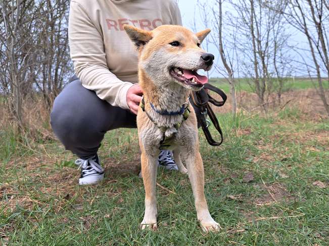 pfotenretterungarn Kenai (2)