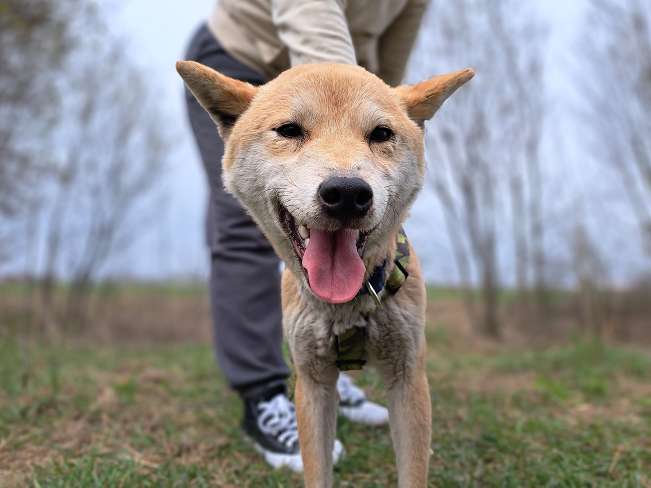 pfotenretterungarn Kenai (3)