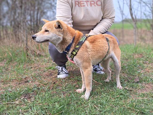 pfotenretterungarn Kenai (4)