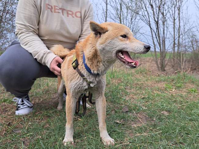 pfotenretterungarn Kenai (5)