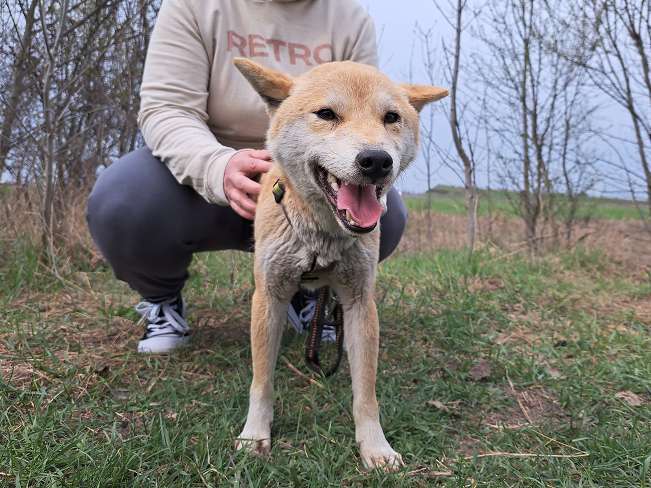 pfotenretterungarn Kenai (6)