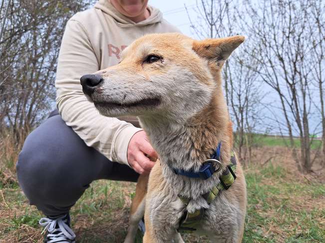 pfotenretterungarn Kenai (7)