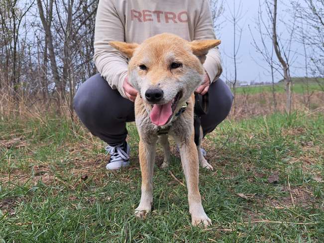 pfotenretterungarn Kenai (8)