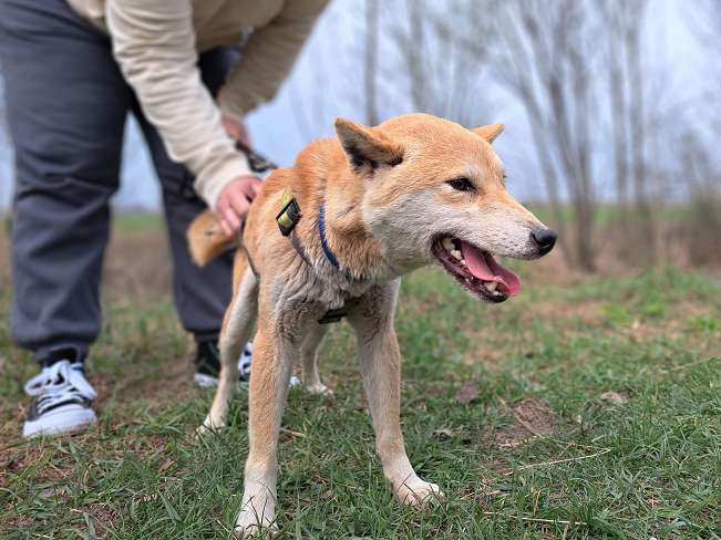 pfotenretterungarn Kenai (9)