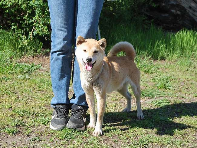 pfotenretterungarn Kenai neu (11)