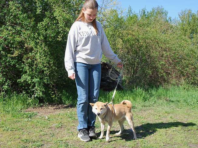 pfotenretterungarn Kenai neu (12)