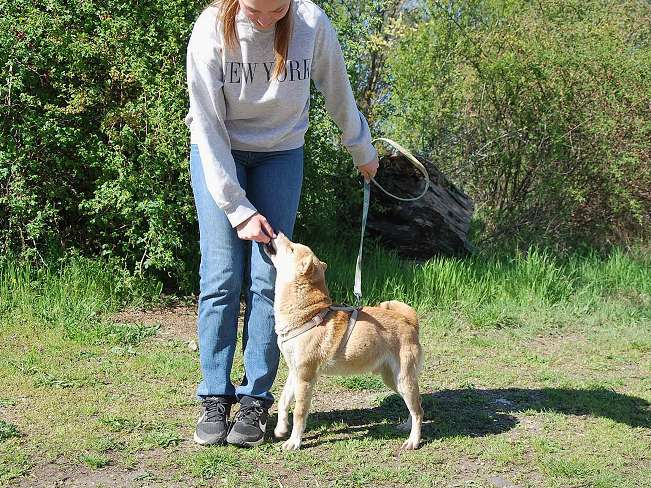 pfotenretterungarn Kenai neu (13)